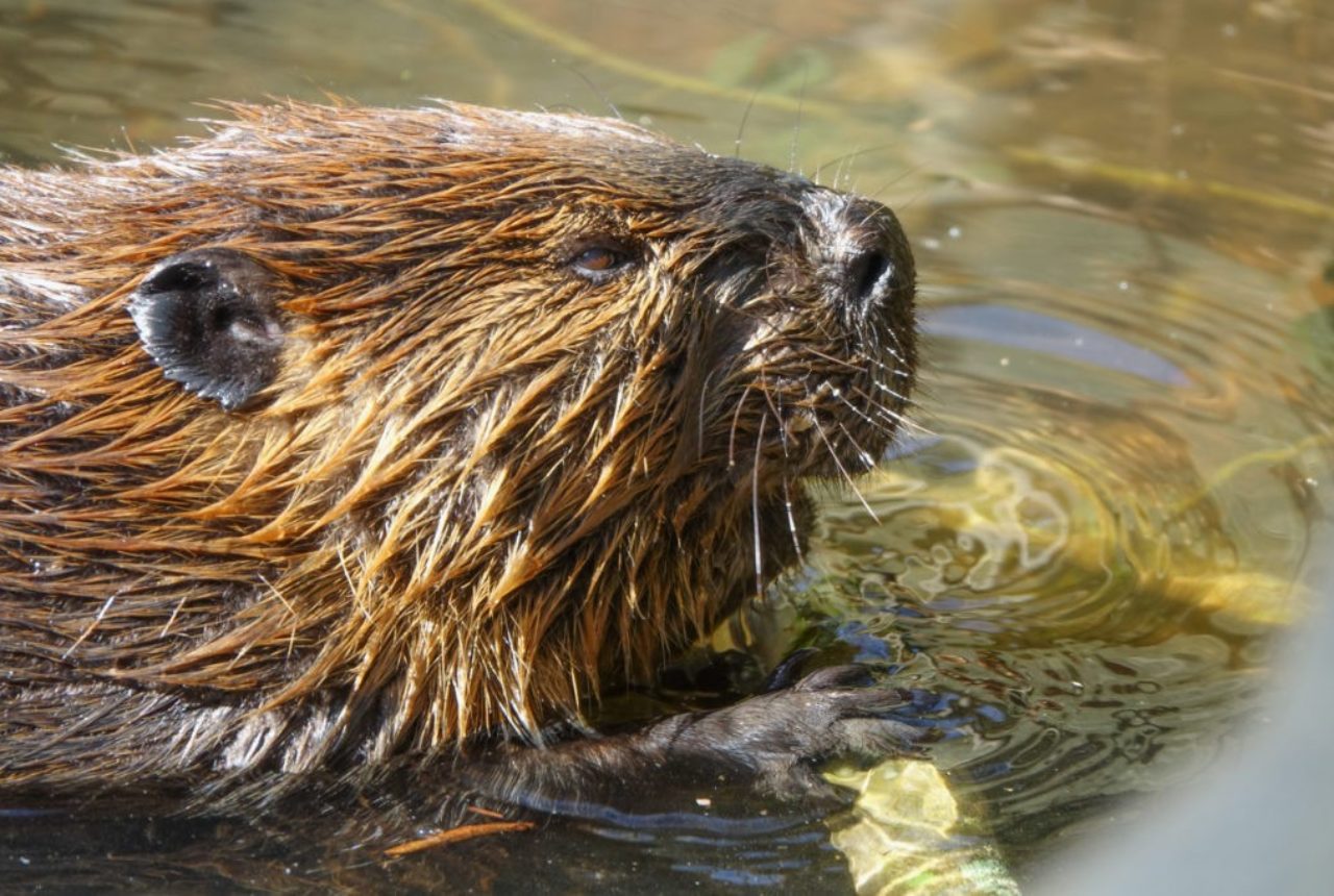 Meet The Mammals of Georgia at the Chattahoochee Nature Center Roswell, GA