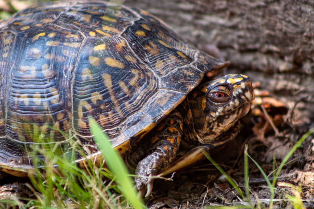 Moving turtles safely across roads