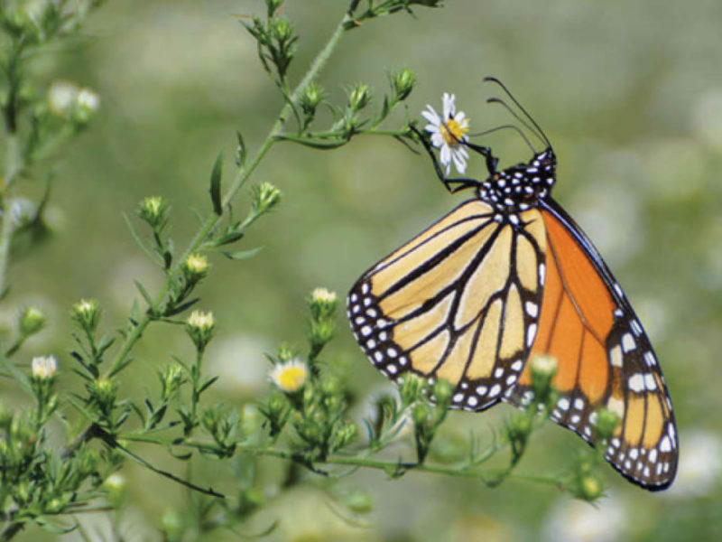 The Enchanted Tree: Saving the Monarch Butterflies and a Giveaway!